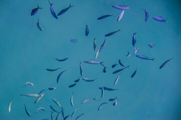 lot of little stripped fishes in blue water from the red sea