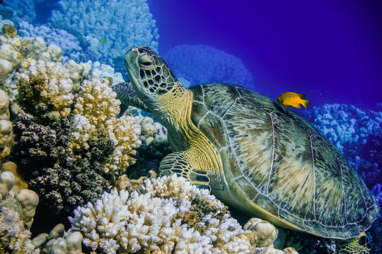 relaxed sea turtle lying on corals from the reef with a orange little fish in blue water
