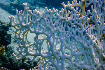white fragile coral during diving in the red sea detail