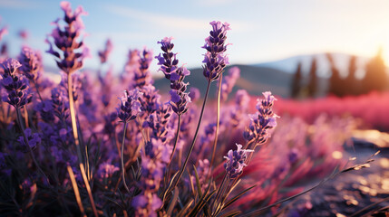 A landscape of lavender in a lullaby of minimalistic charm, evoking calmness. - obrazy, fototapety, plakaty
