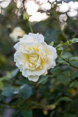 Flower of Yellow Rose in the summer garden. Yellow Roses with shallow depth of field. Beautiful Rose in the sunshine. Yellow garden rose on a bush in a summer garden.