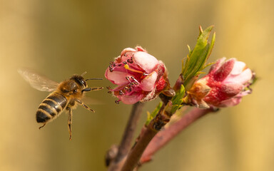Honigbiene (Apis) an Pfirsichblüte