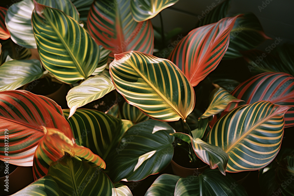 Fototapete a canvas of sunlit calathea leaves in a minimalistic composition, showcasing tropical patterns.