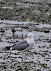 Fototapeta premium Seagulls on a mudflat