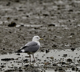 Fototapeta premium Seagulls on a mudflat