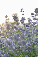 Close up of flowers of Lavandula angustifolia 'Munstead' in summer