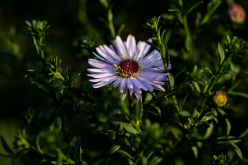 Aster tataricus is a very beautiful  perennial flowering plant in the garden. Purple flower.