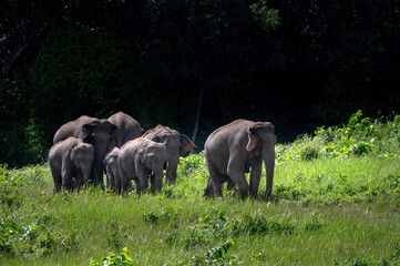 Herd of wild Asian elephants