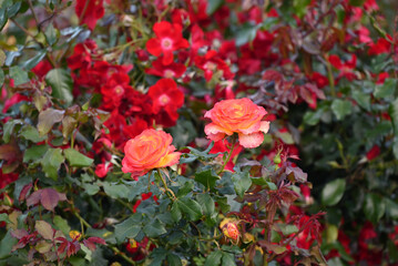 Travel in Auckland (Nov. 2023)