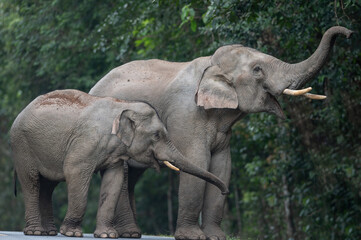 Herd of wild Asian elephants - 703176348