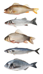 Different types of raw fish isolated on white, set