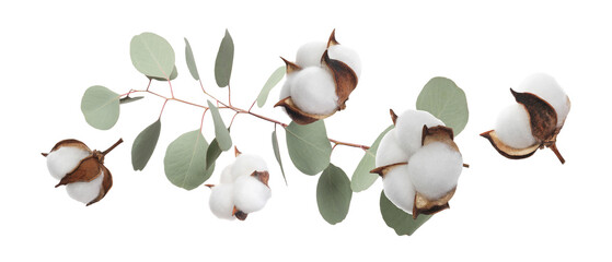 Cotton flowers and eucalyptus leaves falling isolated on white