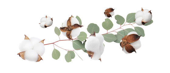 Cotton flowers and eucalyptus leaves falling isolated on white - obrazy, fototapety, plakaty