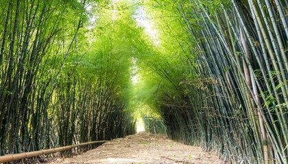 Bamboo Tunnel Reforestation for Sustainable Development