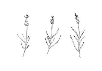 Lavender hand drawn sketch clipart illustration set isolated on white background