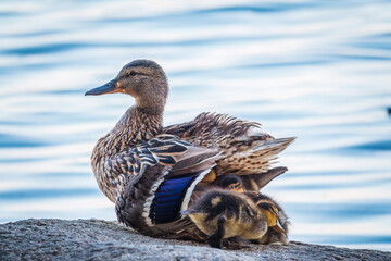 Adult duck with many ducklings sits on green shore of pond