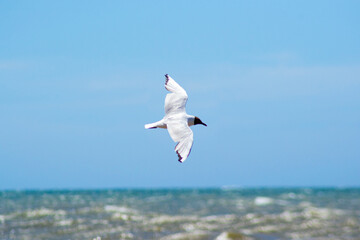 Fototapeta na wymiar Gaviota en vuelo sobre el mar