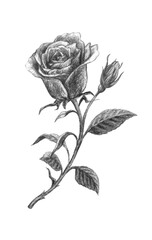 hand drawing rose