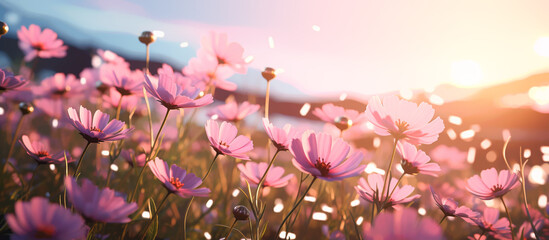 Pink cosmos flower field in garden with blurry background and soft sunlight. Close up flowers blooming on softness style in spring summer under sunrise