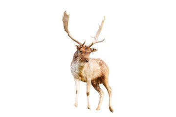 Isolated on a white background  portrait of a deer with antlers looking at the camera from the...