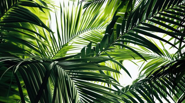 A detailed view of a cluster of palm leaves. This image can be used to add a tropical touch to any project or to depict nature and greenery