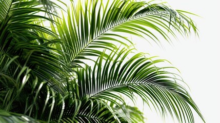 A close up view of a bunch of palm leaves. This image can be used to add a touch of tropical vibes to any project