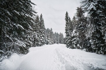 A snowy pathway in the pine forest. The winter season brings a sense of solitude and tranquility to...