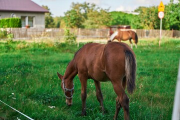 Obraz premium Mountain moorland pony breed horse grazes peacefully in a lush meadow surrounded by the golden hues of autumn trees. Feathering horse with hair on legs.