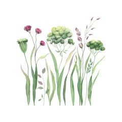 Delicate green and purple plants with grasses, watercolor isolated illustration for horizontal spring border, card or cover.
