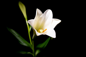 Fototapeta na wymiar Die Lilien (Lilium) sind eine Pflanzengattung der Familie der Liliengewächse