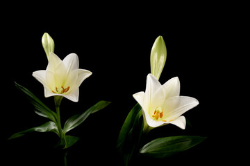 Naklejka na ściany i meble Die Lilien (Lilium) sind eine Pflanzengattung der Familie der Liliengewächse