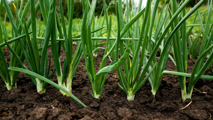 Obraz premium Beds of growing green onions. Panorama. Growing organic greens. Vitamin greens for a healthy diet. Organic greens to the table.