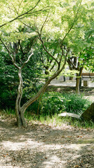 公園の緑の樹木