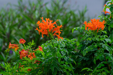 Light orange flower photography green leaf background And focusing on interesting flowers, the background