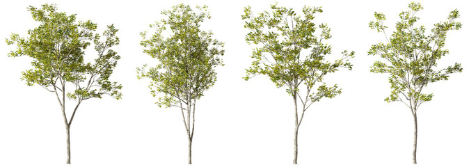 Cutout environmental trees growth shapes set transparent backgrounds 3d render png file - obrazy, fototapety, plakaty
