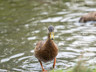 A duck female stands on its paws on the green shore of a pond.