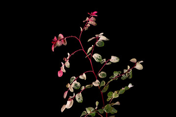 The Breynia disticha plant or commonly called the pretty pink plant has red and green leaves. - 703207723