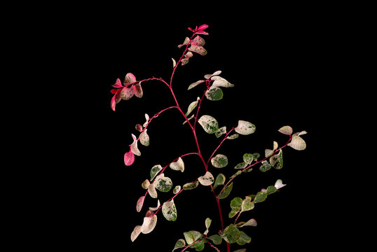 The Breynia disticha plant or commonly called the pretty pink plant has red and green leaves.