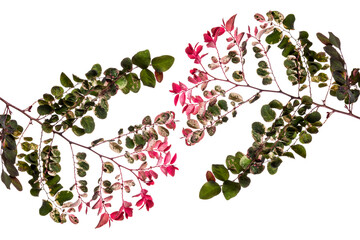 The Breynia disticha plant or commonly called the pretty pink plant has red and green leaves. - 703207920