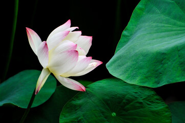 blossoming pink lotus and waterlily flowers in pond