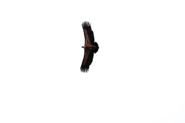 Gyps fulvus flying in Cuenca region, Spain