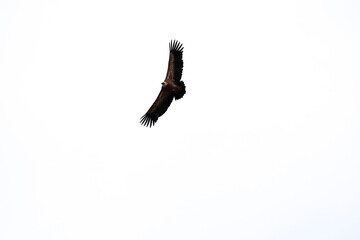Gyps fulvus flying in Cuenca region, Spain