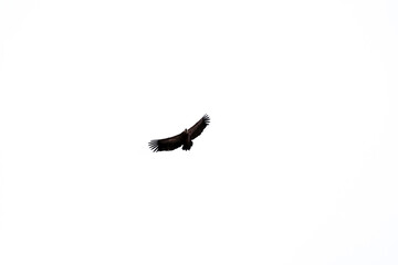Gyps fulvus flying in Cuenca region, Spain