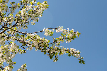 Blossoming white apple tree against the blue sky