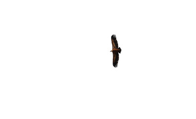 Gyps fulvus flying in Cuenca region, Spain