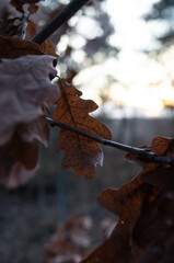 Autumn lingers in the air, captured in the delicate veins of a solitary oak leaf against a waning sunset. The enduring beauty of fall is backlit by dusk's soft glow, highlighting nature's detail.
