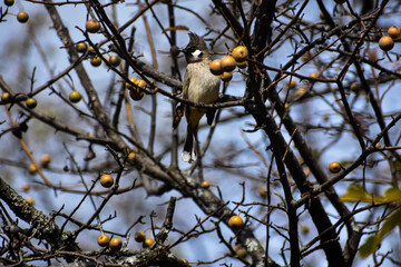 Birds from the meadows of himalayas