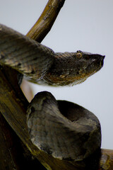 Trimeresurus puniceus snake, also known as Ular Bandotan Puspo closeup on wood, Trimeresurus puniceus closeup with isolated background