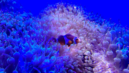 Nemo fish in aquarium for background.