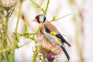 European goldfinch, feeding on the seeds of thistles. Carduelis carduelis.